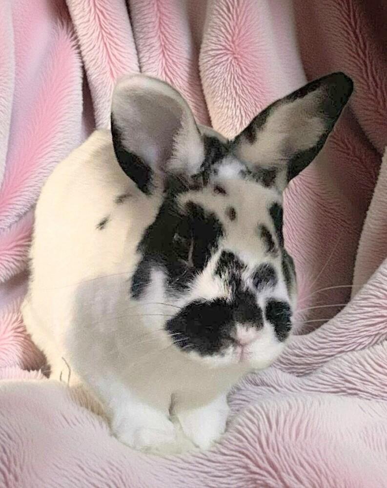 Enlarge Tabitha, a Adoptable mixed breed in Dallas, PA image 1/1