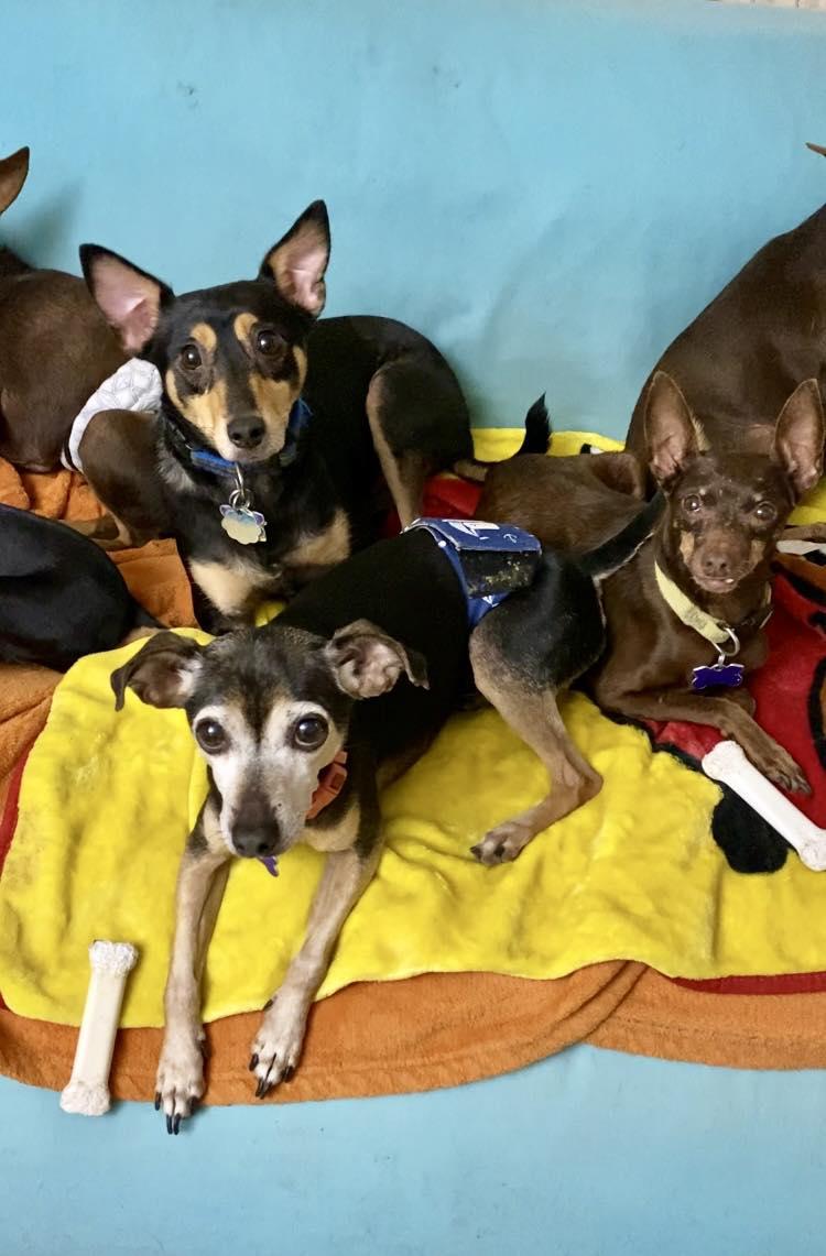 Enlarge Will, a ADOPTABLE mixed breed in Houston, TX image 4/5