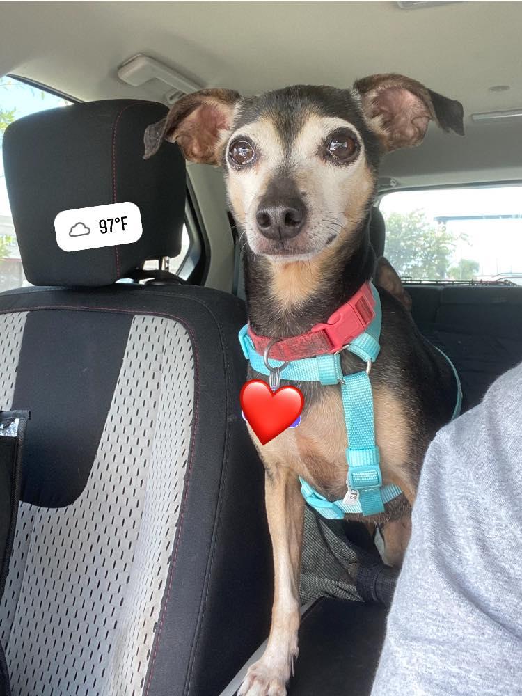 Enlarge Will, a ADOPTABLE mixed breed in Houston, TX image 5/5