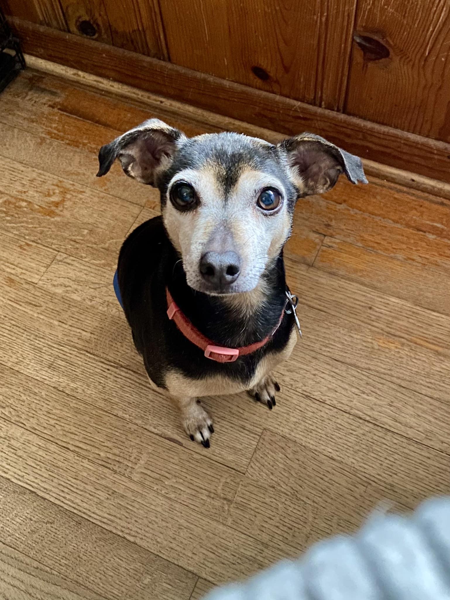 Enlarge Will, a ADOPTABLE mixed breed in Houston, TX image 2/5