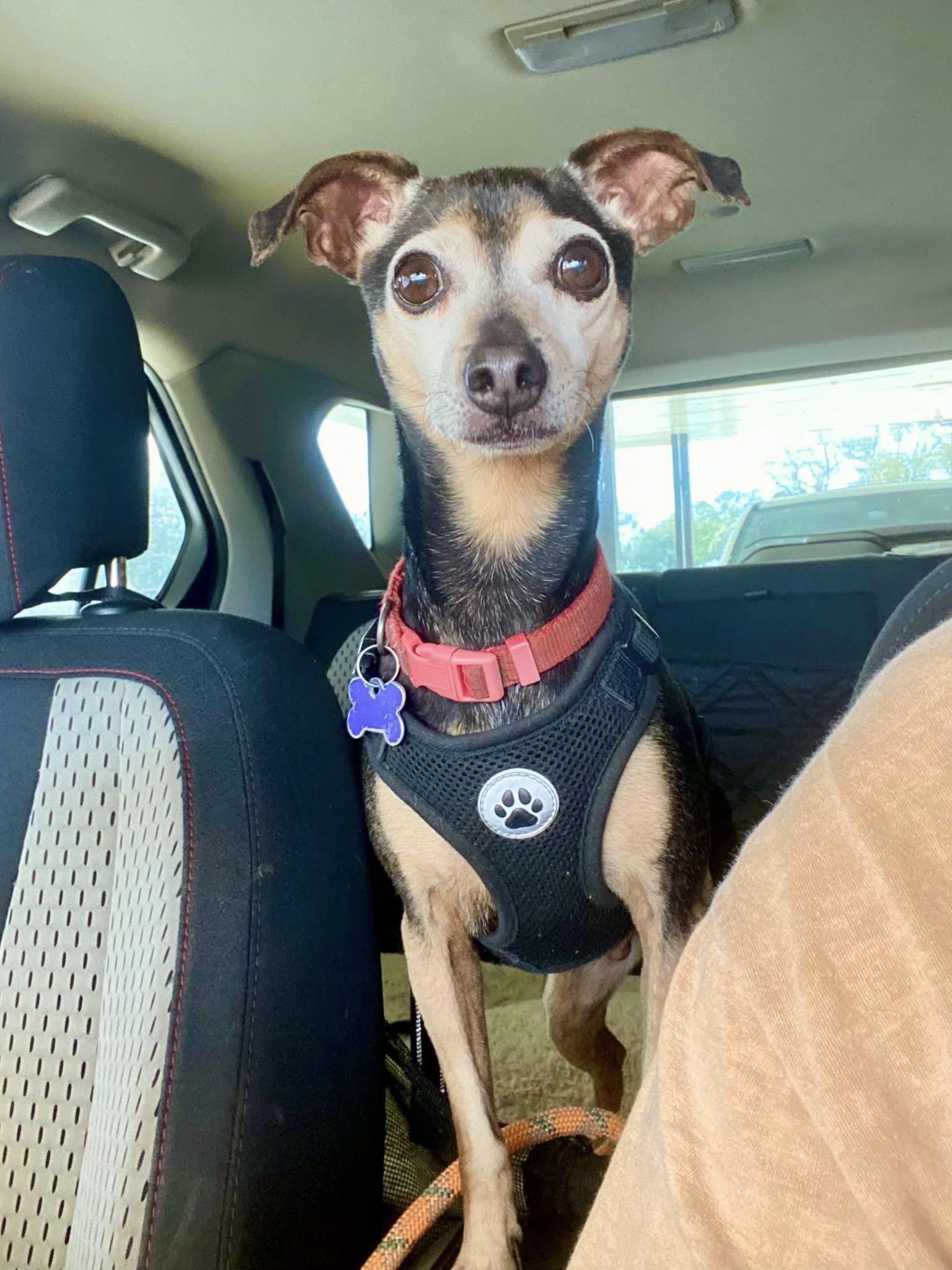 Will, ADOPTABLE, Adult Male Miniature Pinscher.