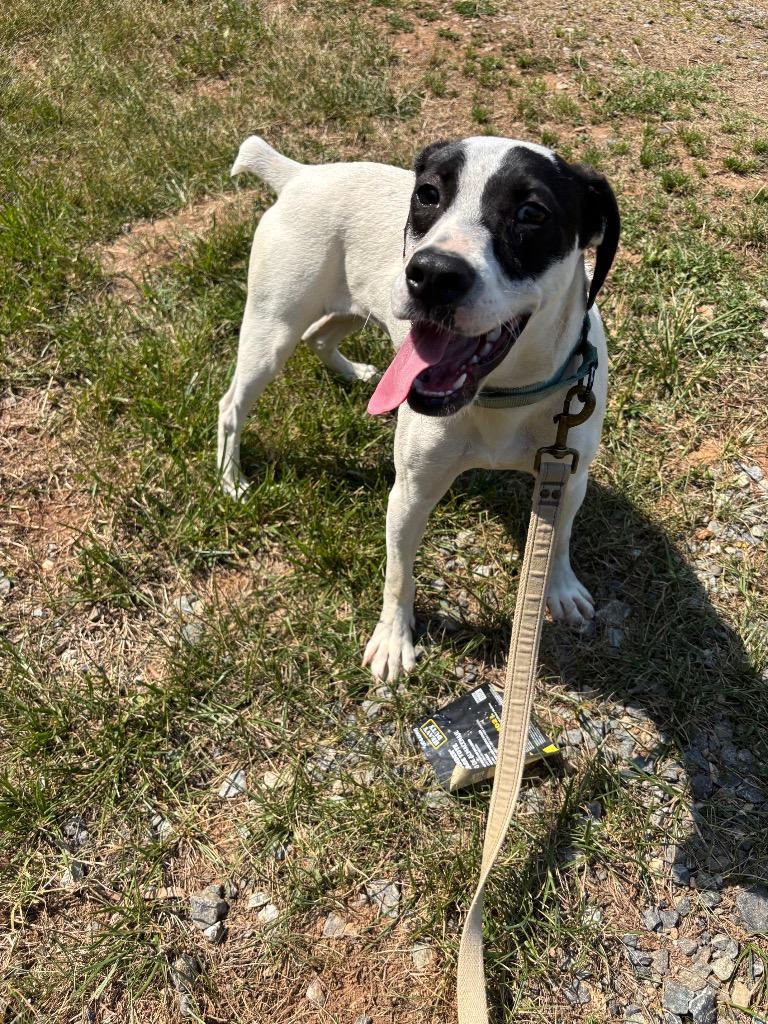 Periwinkle, Adoptable, Puppy Female English Pointer.