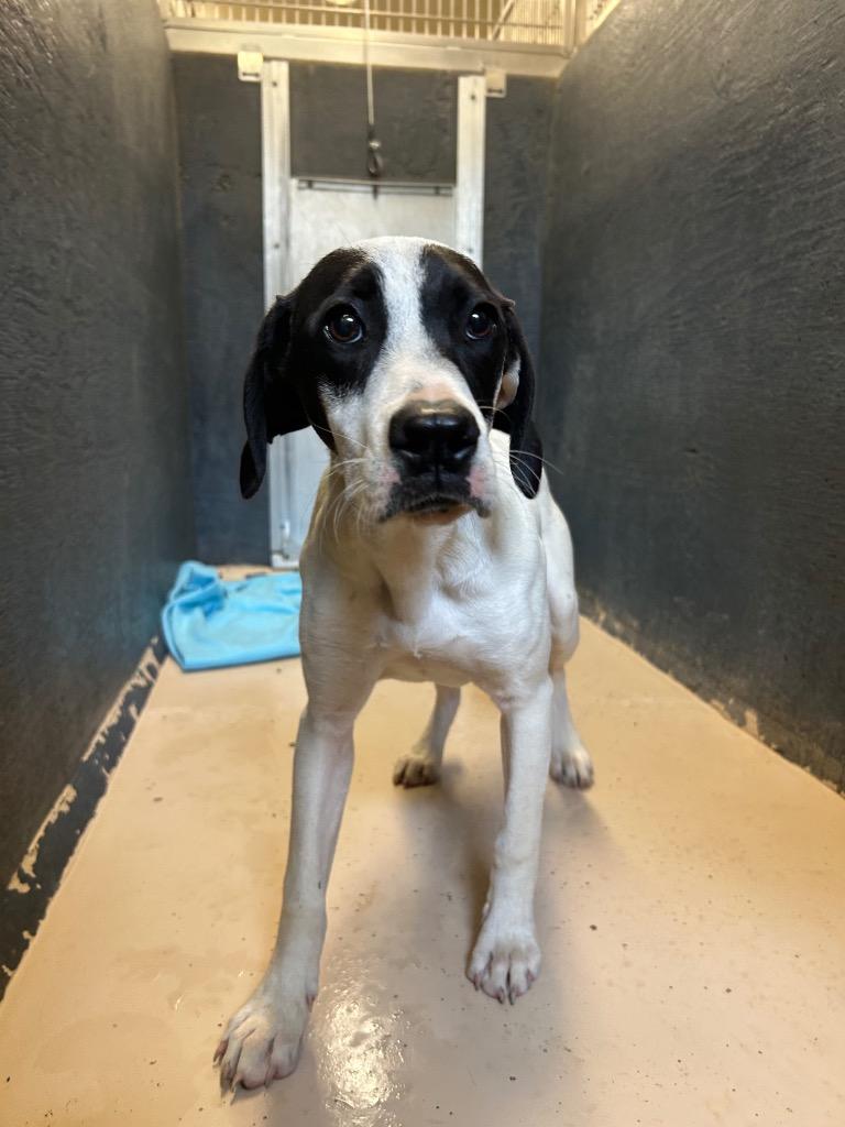 Periwinkle, Adoptable, Puppy Female English Pointer.