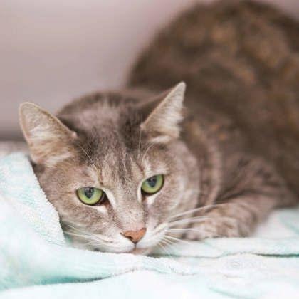 Enlarge Duchess, a Adoptable mixed breed in Atlanta, GA image 1/1