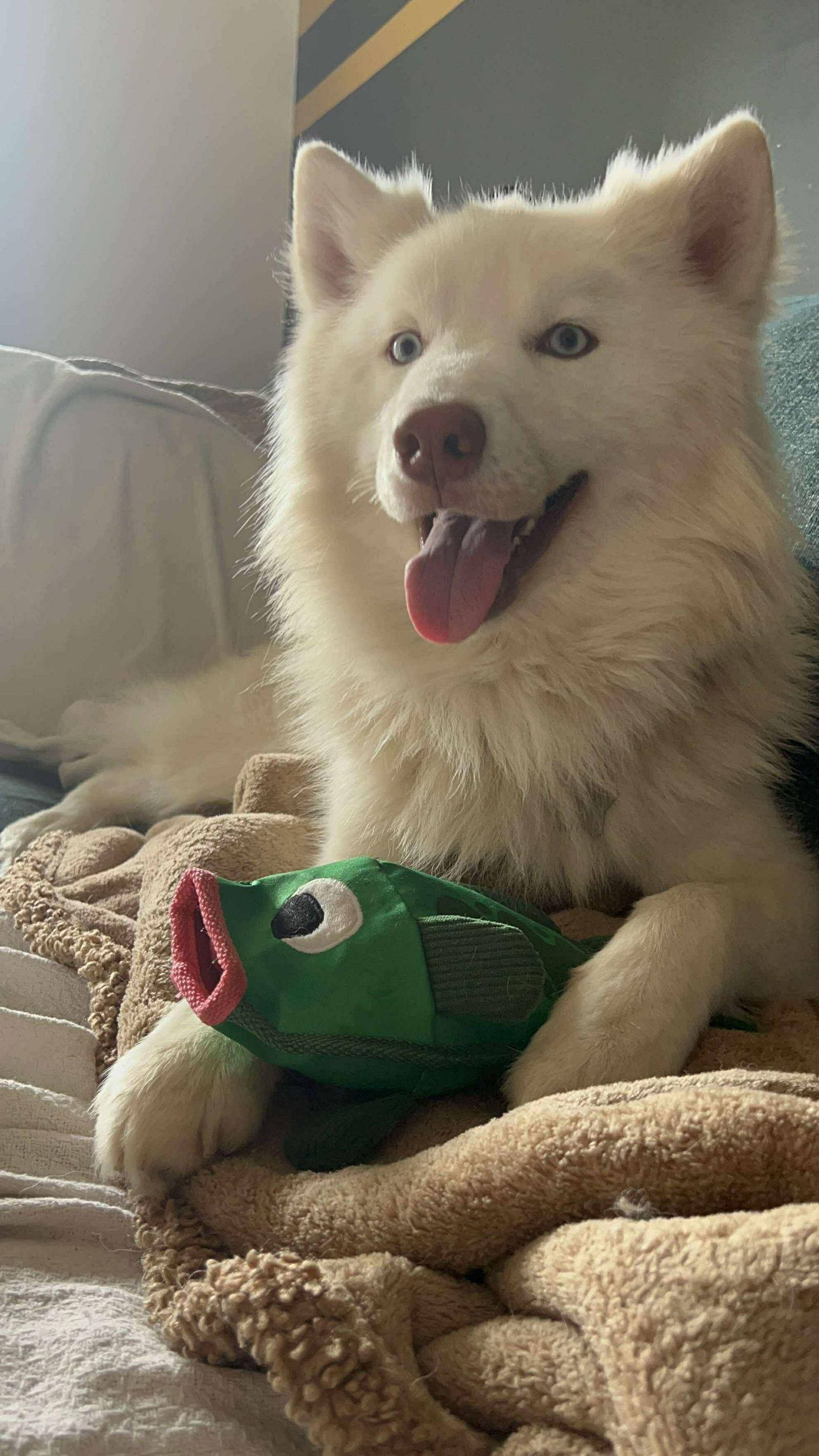 Enlarge Nanook, a Adopted Siberian Husky in Carrollton, TX image 1/3