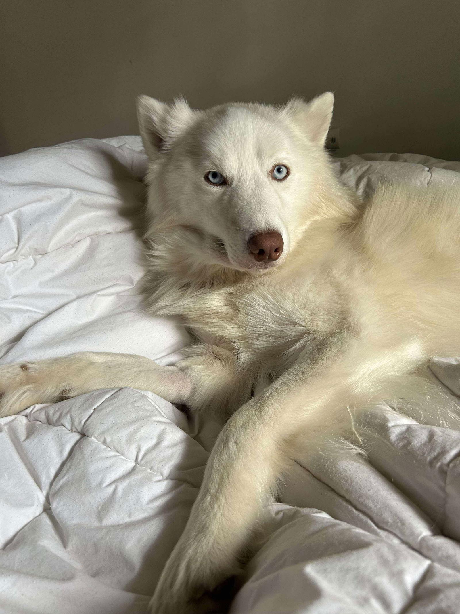 Enlarge Nanook, a Adopted Siberian Husky in Carrollton, TX image 2/3