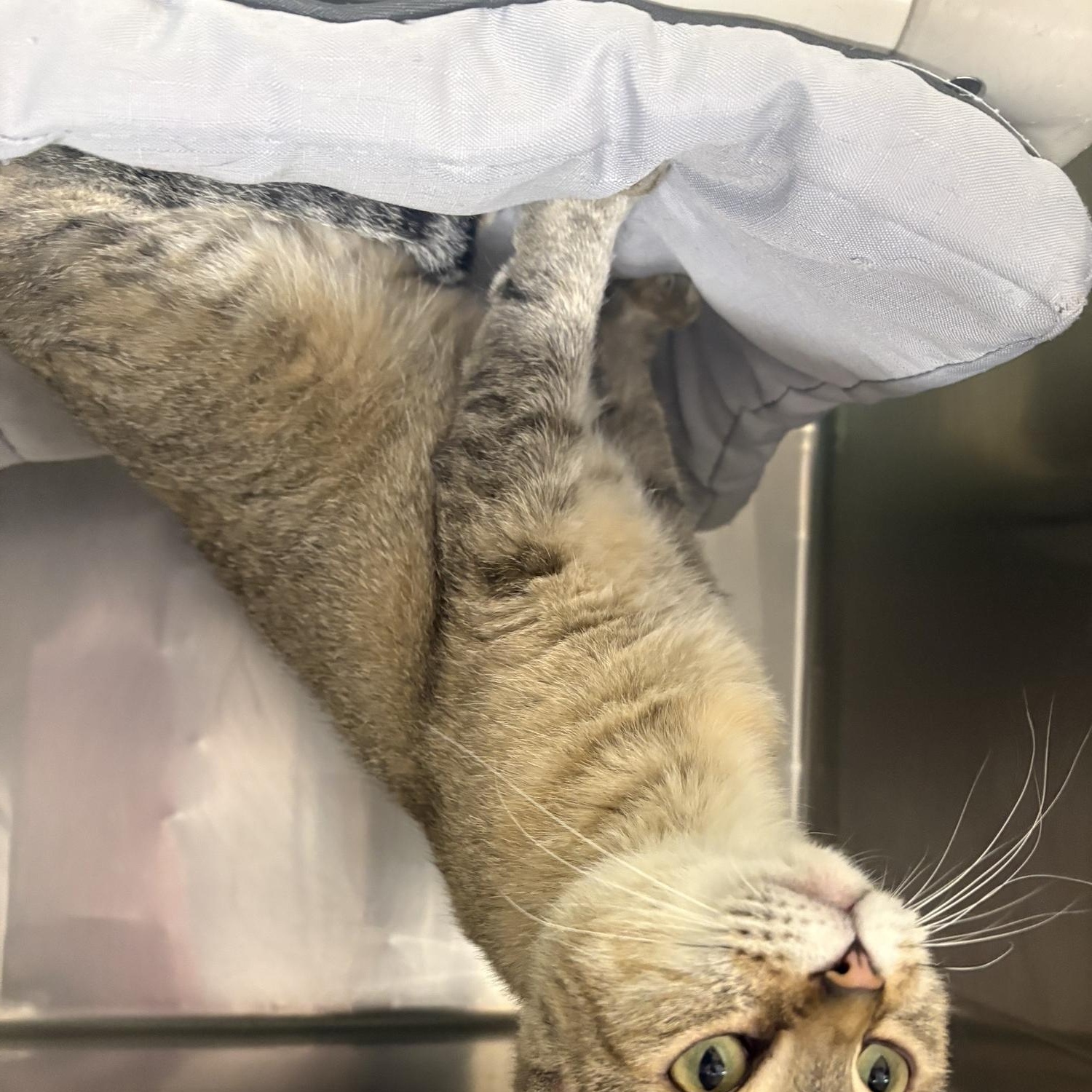 Enlarge Mum, a Adoptable Domestic Short Hair in Saint Charles, MO image 2/3