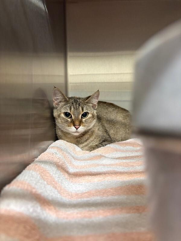 Mum, ADOPTABLE, Young Female Domestic Short Hair.