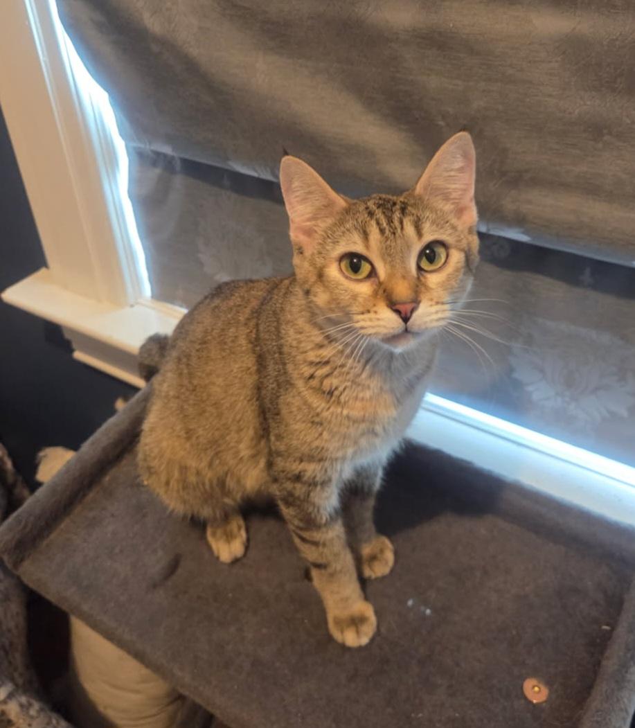 Mum, ADOPTABLE, Young Female Domestic Short Hair.