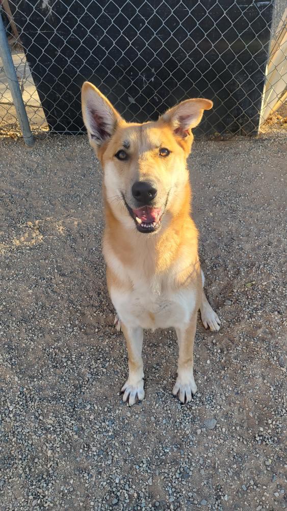 Enlarge Diego, a Adoptable mixed breed in Denver, CO image 2/6