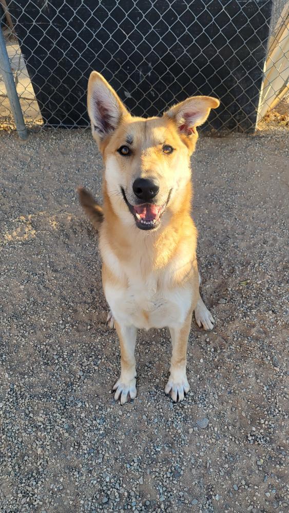 Enlarge Diego, a Adoptable mixed breed in Denver, CO image 4/6