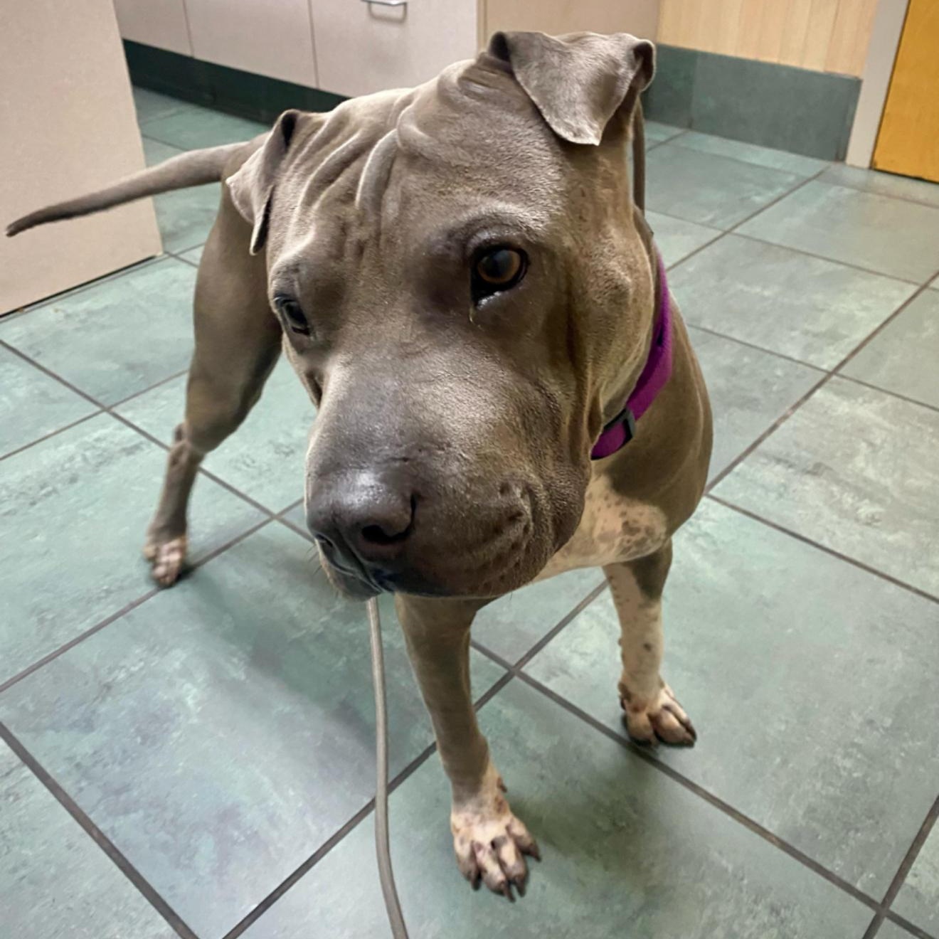 CHARISMATIC CHANCE, a Adoptable mixed breed in St Petersburg , FL image 2/6