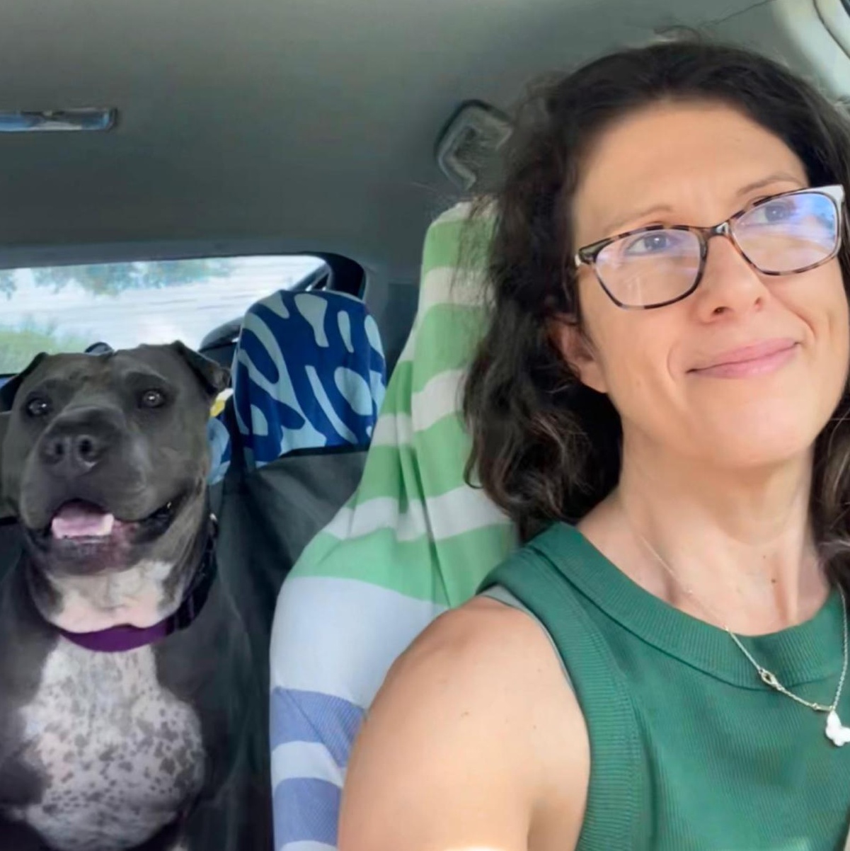 CHARISMATIC CHANCE, a Adoptable mixed breed in St Petersburg , FL image 3/6