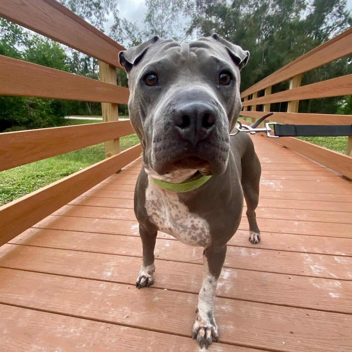 CHARISMATIC CHANCE, a Adoptable mixed breed in St Petersburg , FL image 5/6