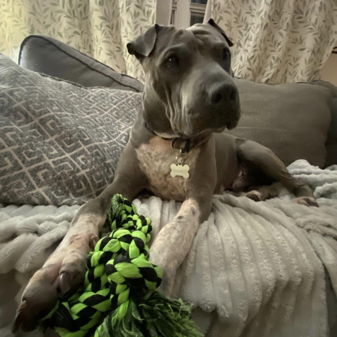 Enlarge CHARISMATIC CHANCE, a Adoptable mixed breed in St Petersburg , FL image 4/6