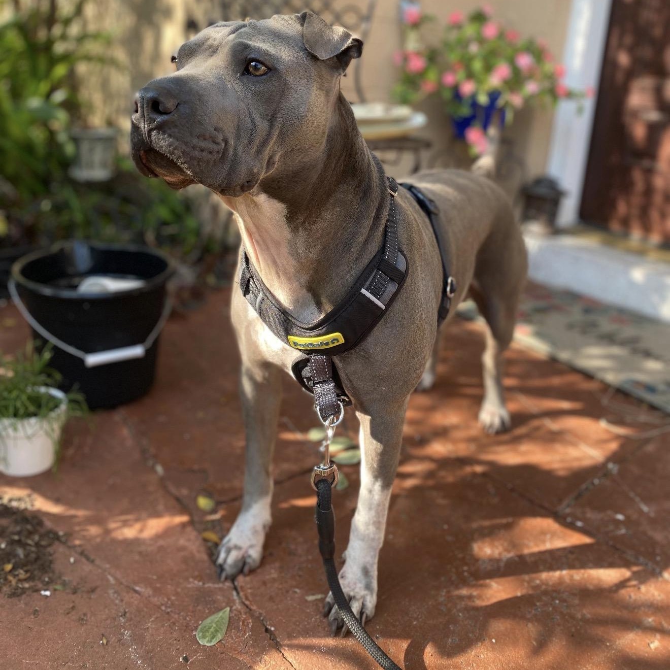 Enlarge CHARISMATIC CHANCE, a Adoptable mixed breed in St Petersburg , FL image 6/6