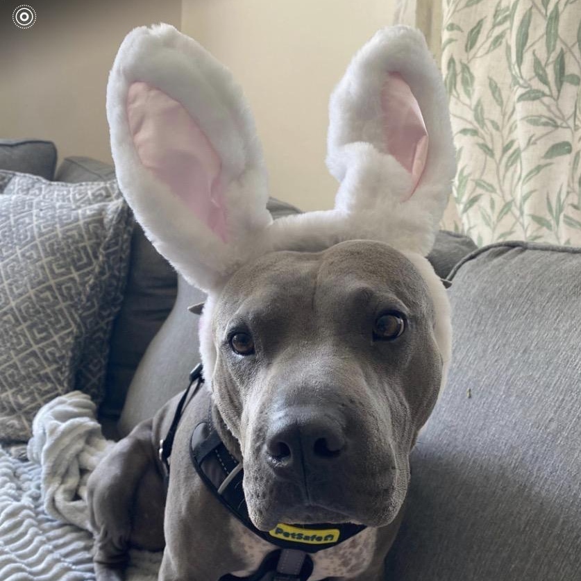 Enlarge CHARISMATIC CHANCE, a Adoptable mixed breed in St Petersburg , FL image 1/6