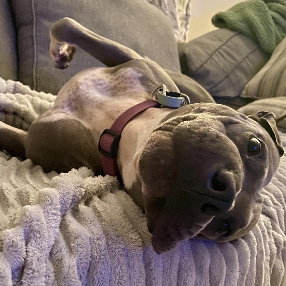 Enlarge CHARISMATIC CHANCE, a Adoptable mixed breed in St Petersburg , FL image 5/6