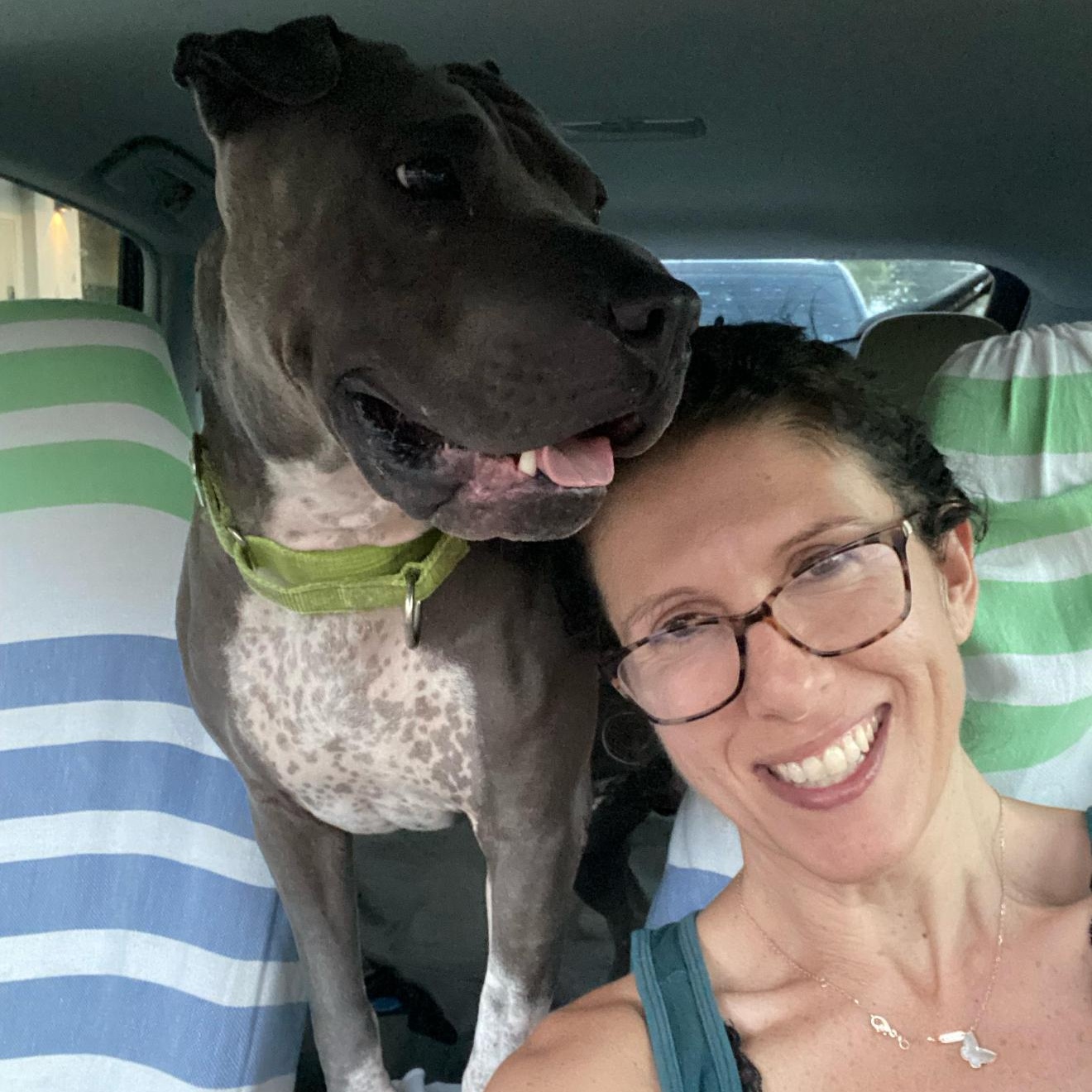 CHARISMATIC CHANCE, a Adoptable mixed breed in St Petersburg , FL image 6/6