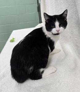 Eli, ADOPTABLE, Young Male Domestic Short Hair.