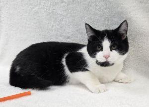 Eli, a ADOPTABLE Domestic Short Hair in Bucyrus, OH image 3/3