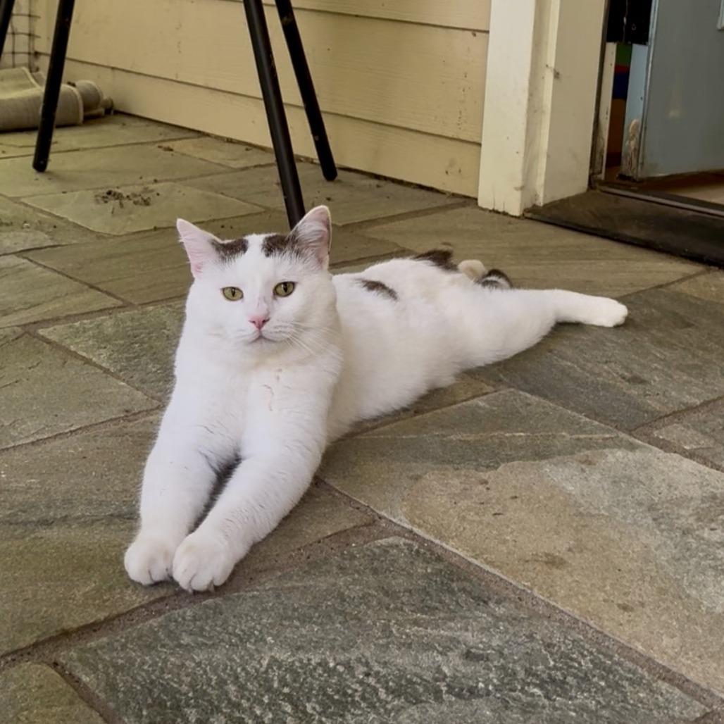 Cirillo, Adoptable, Young Male Domestic Short Hair.