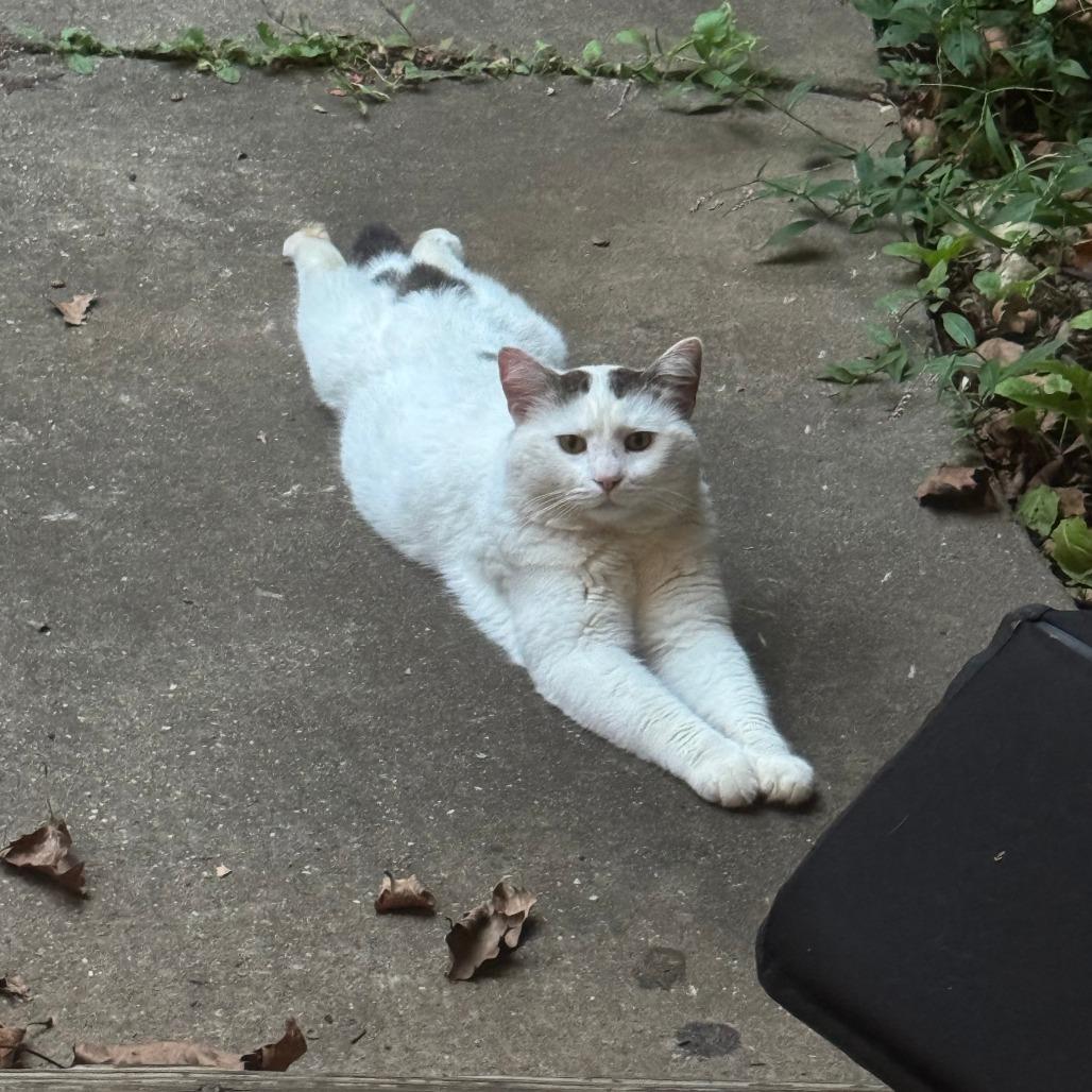 Enlarge Cirillo, a Adoptable Domestic Short Hair in Charlottesville, VA image 2/4