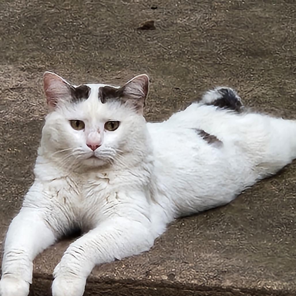 Enlarge Cirillo, a Adoptable Domestic Short Hair in Charlottesville, VA image 3/4