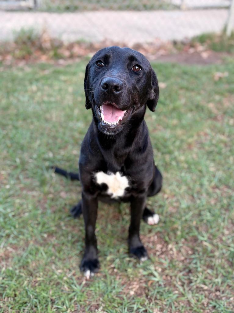 Grace, Adoptable, Puppy Female Labrador Retriever.