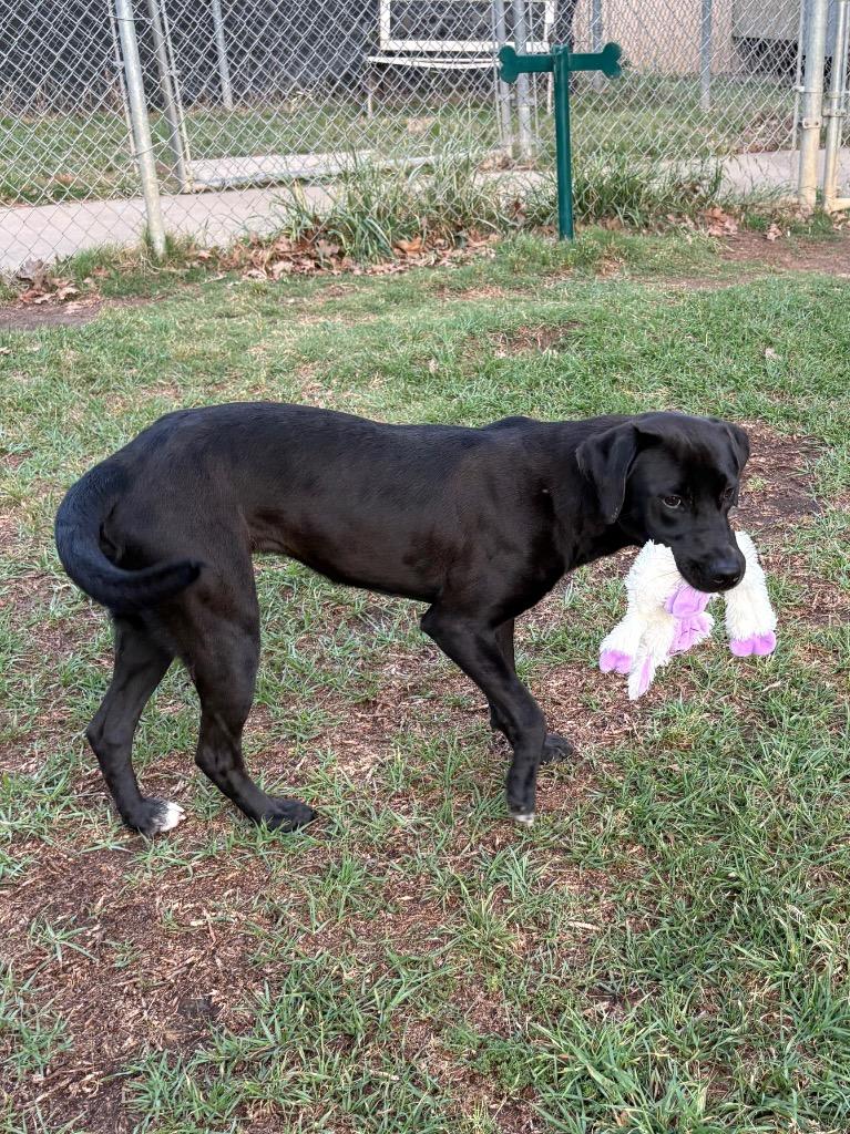 Enlarge Grace, a Adoptable mixed breed in Nacogdoches, TX image 2/6