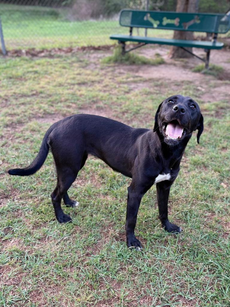 Enlarge Grace, a Adoptable mixed breed in Nacogdoches, TX image 3/6