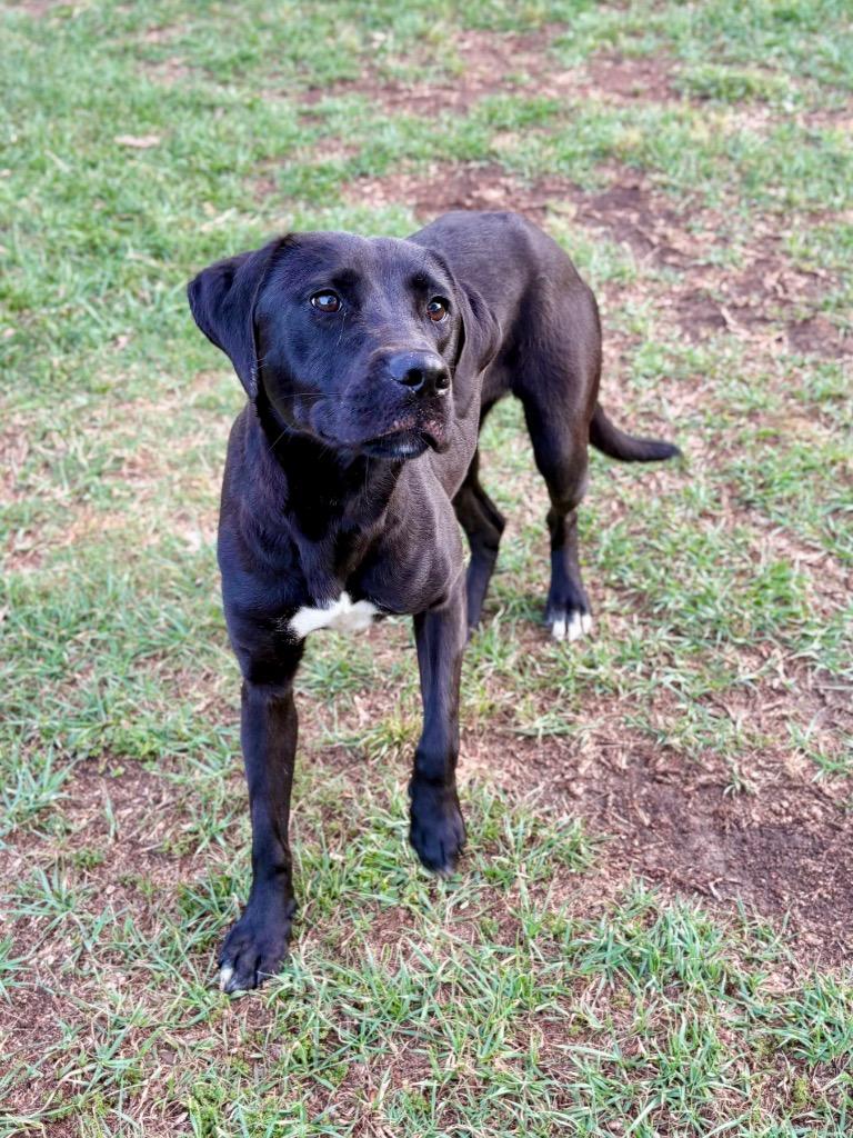 Enlarge Grace, a Adoptable mixed breed in Nacogdoches, TX image 4/6