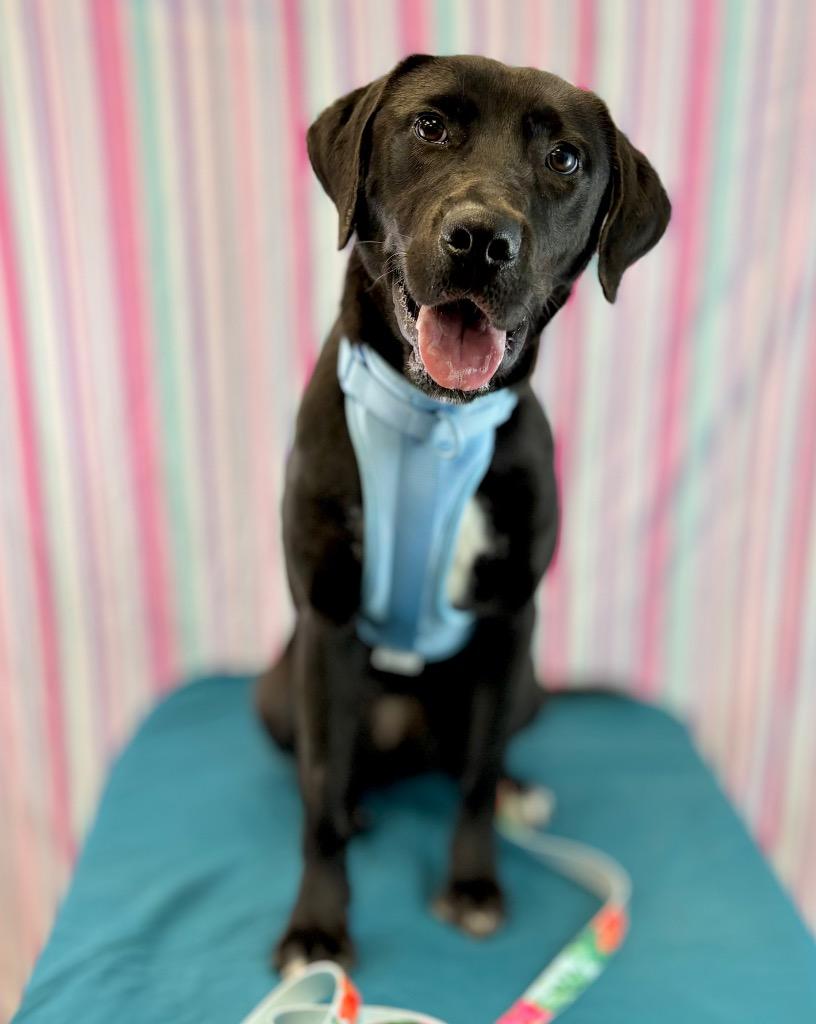 Enlarge Grace, a Adoptable mixed breed in Nacogdoches, TX image 5/6