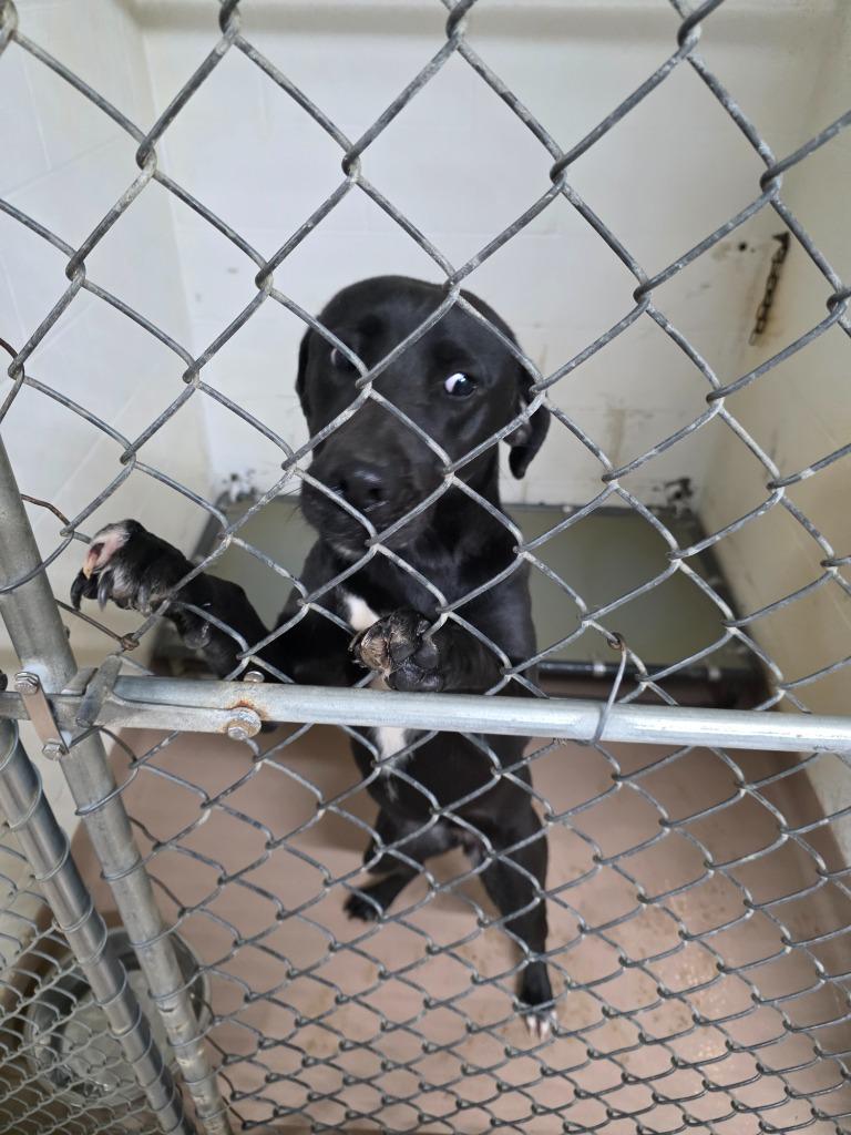 Grace, Adoptable, Puppy Female Labrador Retriever.