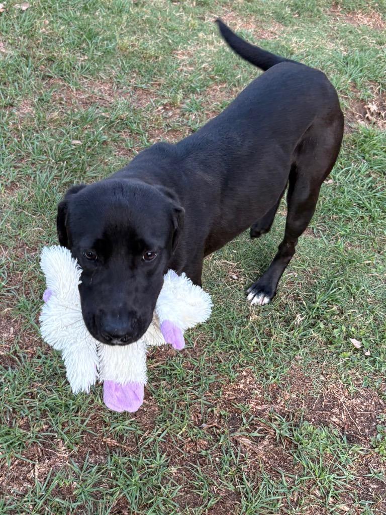 Enlarge Grace, a Adoptable mixed breed in Nacogdoches, TX image 6/6