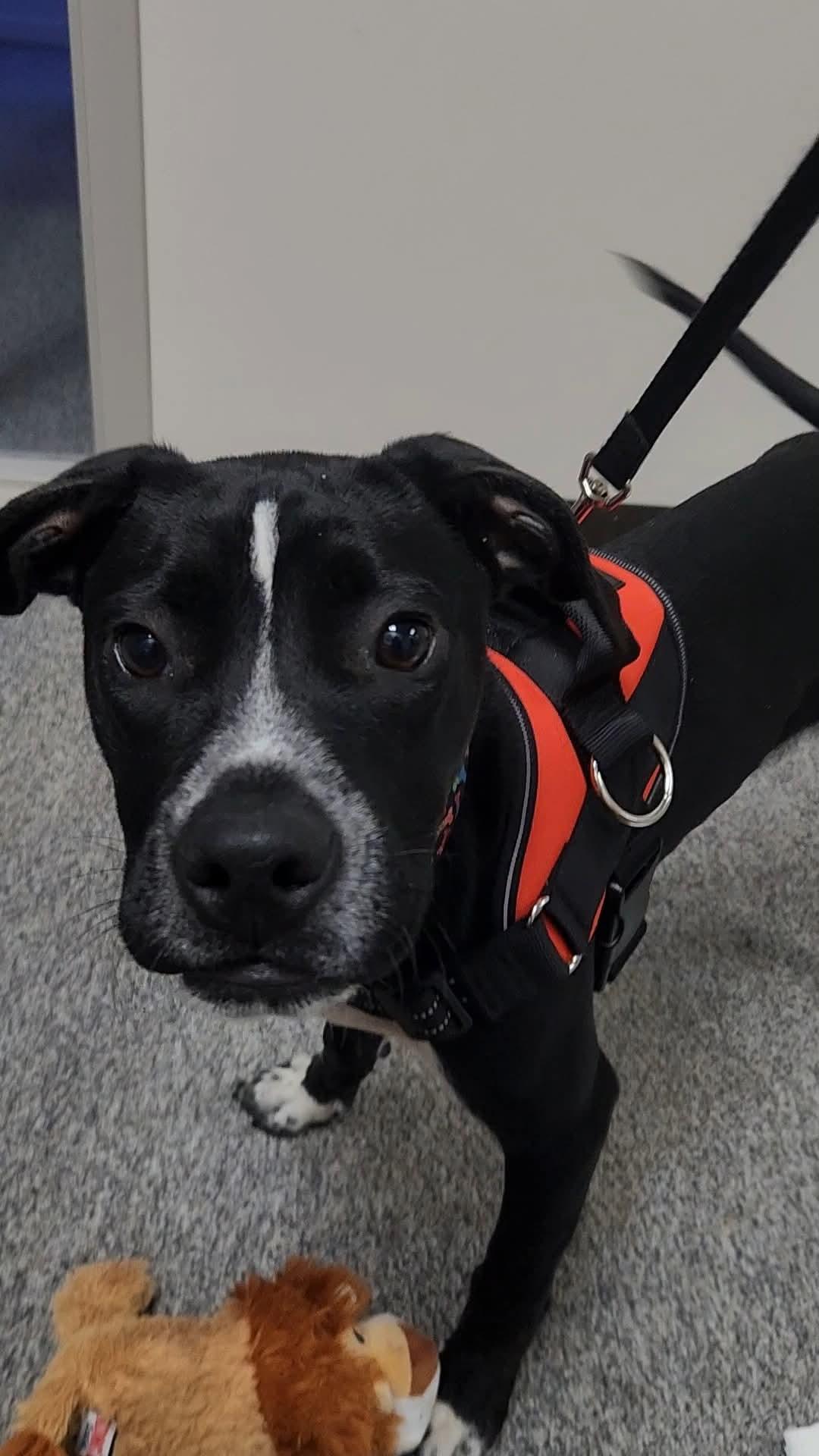 Enlarge Thanos, an adopted mixed breed in Indian trail, NC image 1/5