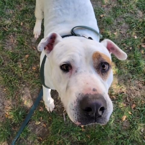 Dali, a Adoptable mixed breed in Williston, VT image 5/6