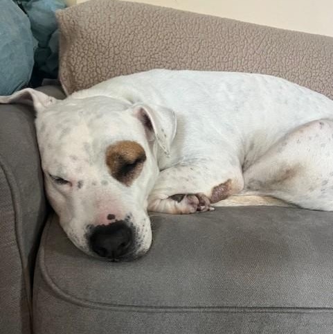 Dali, Adoptable, Adult Female American Bulldog.