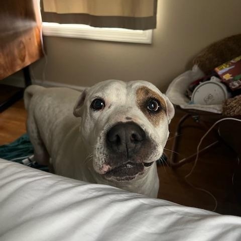 Dali, a Adoptable mixed breed in Williston, VT image 3/6