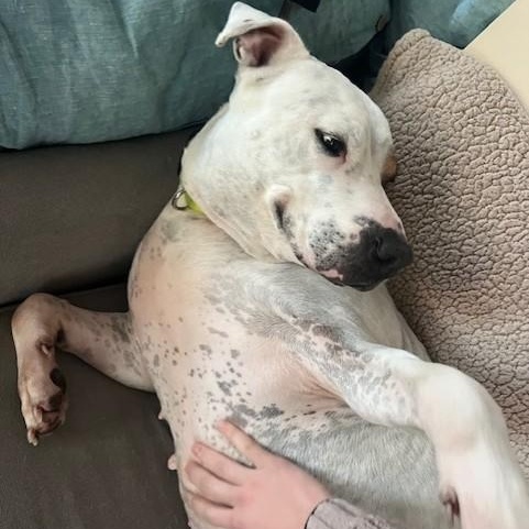 Dali, a Adoptable mixed breed in Williston, VT image 2/6