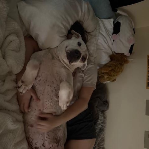 Dali, a Adoptable mixed breed in Williston, VT image 6/6