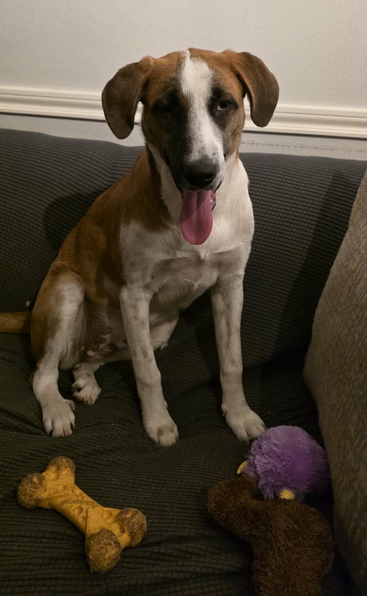 Ella, an adopted mixed breed in Milwaukee, WI image 3/6