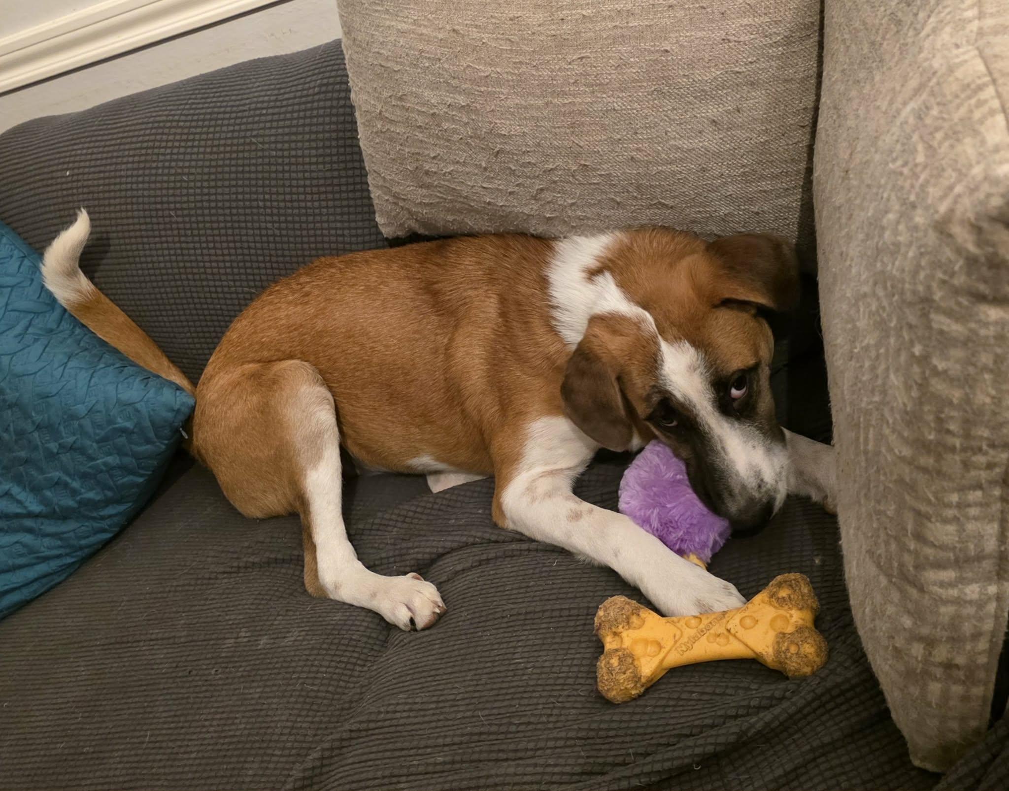 Ella, an adopted mixed breed in Milwaukee, WI image 4/6