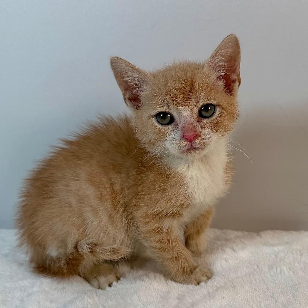Frodo, Adoptable, Kitten Male Domestic Short Hair.