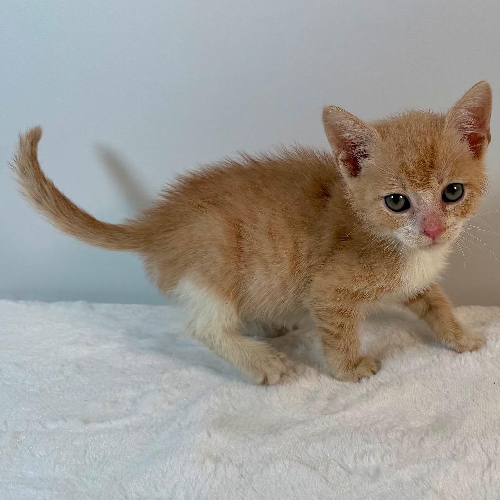 Enlarge Frodo, a Adoptable Domestic Short Hair in Johnson City, TN image 2/3