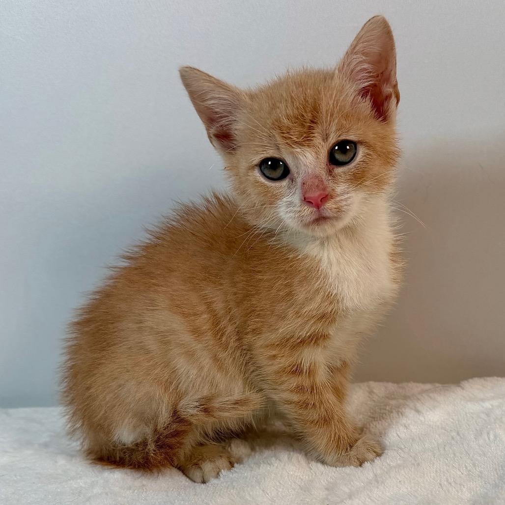 Enlarge Frodo, a Adoptable Domestic Short Hair in Johnson City, TN image 3/3