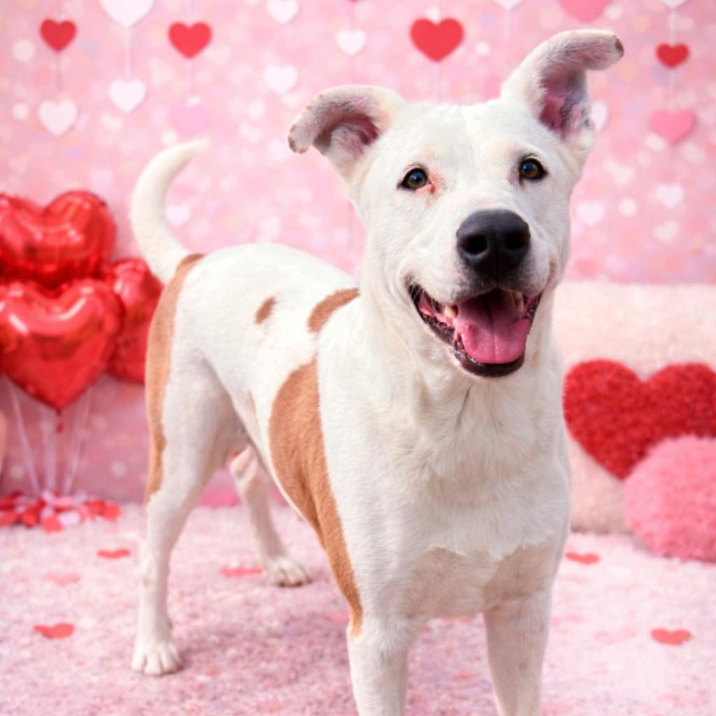 *King, a Adoptable mixed breed in Justin, TX image 2/5