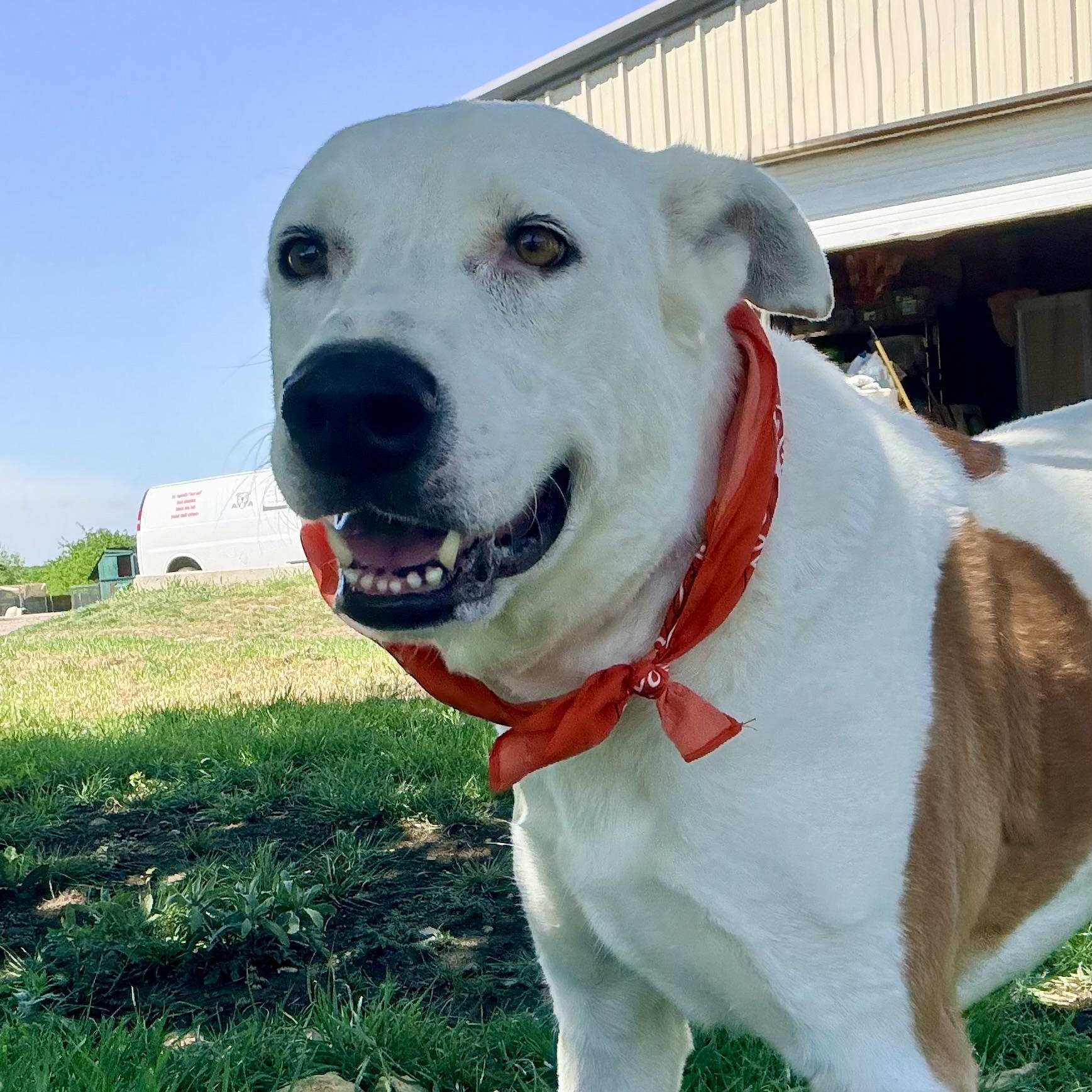 Enlarge *King, a Adoptable mixed breed in Justin, TX image 1/5