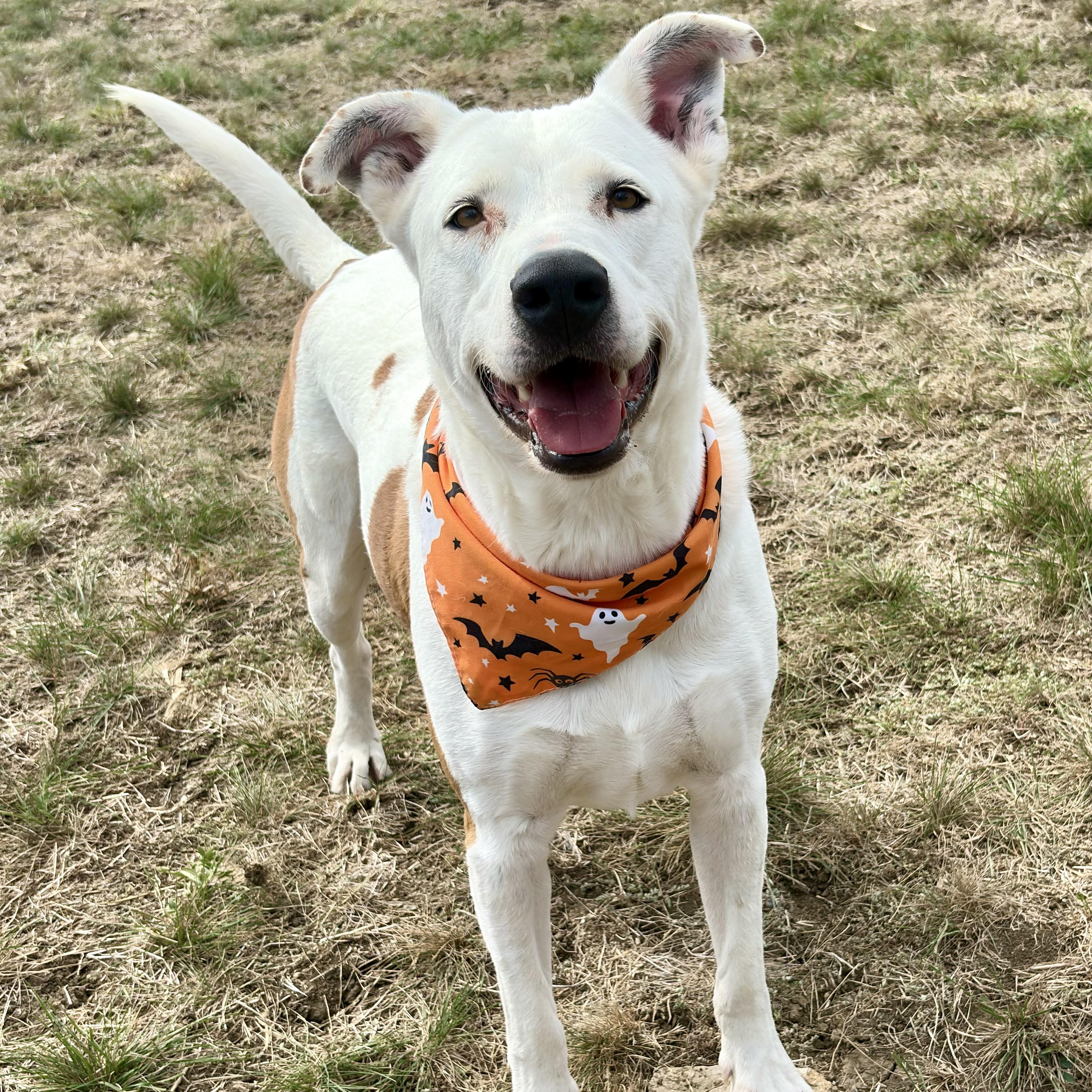 Enlarge *King, a Adoptable mixed breed in Justin, TX image 3/4