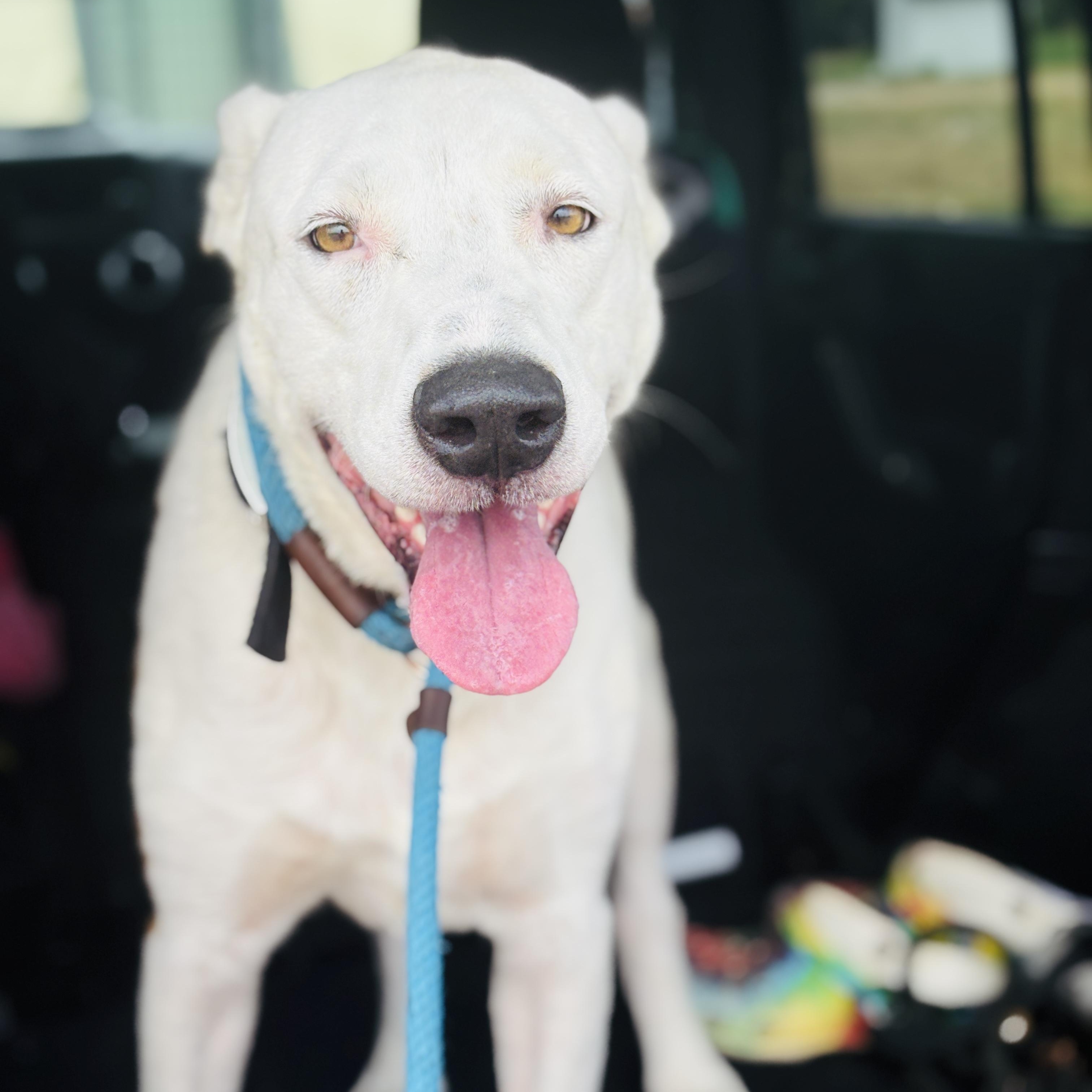 Enlarge *King, a Adoptable mixed breed in Justin, TX image 4/4